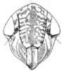 Head on Achaetica anabasidis Emeljanov, 1959: (Observation).