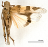 CollectionObject 1538211; 8af148a4-76e0-464e-bce5-7e167ba83d59: female, dorsal view (holotype of Oedipoda perurbana Steinmann, 1965). (CollectionObject).
