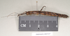 CollectionObject 1558247; 3561054c-469a-4110-864c-9d03ba2dd9de: copyright Natural History Museum, London. female, lateral view (paratype). (CollectionObject).;CollectionObject 1558248; 01b2e8bc-046c-4eb6-9b39-8a056fb49749: copyright Natural History Museum, London. female, lateral view (paratype). (CollectionObject).