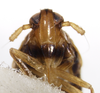 Head: !! display not done !! on Pissonotus piceus (Van Duzee, 1894): (Observation).