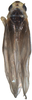 Habitus, dorsal view on Anufrievia wolongensis Yang & Zhang, 2018: Habitus. (Observation).