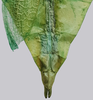 CollectionObject 1591377; 5e054ba6-7b06-4724-9629-4a05b374a677: copyright IMQC, Montreal. male end of abdomen, dorsal view (holotype). (CollectionObject).
