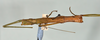 CollectionObject 1559383; c6546c81-edc3-4e11-9827-8421705d3db8: copyright USNM, Washington. (CollectionObject).