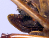 Drepanophyllum marmoratum Karsch, 1890: female ovipositor (Cameroon, Bitye). (Otu).