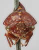 Head: !! display not done !! on Telamona compacta Ball, 1903: (Observation).