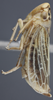 Habitus, lateral view on Evacanthus (Nufrieva) asiaticus Oshanin, 1871: Lateral. (Observation).