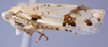 Habitus, lateral view: (Observation).