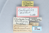 CollectionObject 2765496; 2fd6dfc6-4e66-4974-9960-094ab2467543, CNCI 311948: Ceuthophilus (Ceuthophilus) seclusus. (CollectionObject).