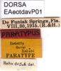 CollectionObject 1581364; 1df460df-211f-47d2-8bbb-56f5f91541bc: labels (paratype). (CollectionObject).