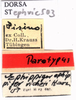 labels (paratype of Ephippiger vicheti). Depicts CollectionObject 1530805; bbb50f45-8b97-4734-99cd-e72a6f7279b0, a CollectionObject.