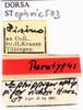CollectionObject 1530805; bbb50f45-8b97-4734-99cd-e72a6f7279b0: labels (paratype of Ephippiger vicheti). (CollectionObject).