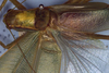 Burnuia mirru Rentz, 2001: male stridulatory apparatus (paratype). (Otu).