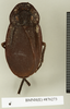 CollectionObject 1573179; 232167d8-b2ac-4ade-93ab-383d9b0dd23f: Copyright Natural History Museum, London. Non-type (adult female) in BM(NH). Dorsal view. (CollectionObject).