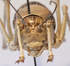 CollectionObject 1541628; 18d17197-772d-4496-8ba4-5294d4faf72e: female face (paratype of Deracanthina mistshenkoi). (CollectionObject).