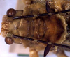 CollectionObject 1517062; 7abeeac0-22f5-4fa6-b577-9f7c37000b6e: male head and pronotum, dorsal view (holotype). (CollectionObject).