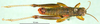 CollectionObject 1580857; 33a0cf66-12aa-417b-9ca0-e77d124d0983: male, dorsal view (paratype). (CollectionObject).