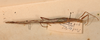CollectionObject 1560981; NMW 224, ad8f143d-ddf6-4f0f-8d57-d7638040d607: copyright NMW, Vienna. female, lateral view of synonym Perliodes grisescens (lectotype). (CollectionObject).