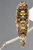 Habitus, dorsal view: !! display not done !! on Scaphytopius n. sp. PE13: Scaphytopius Ball, 1931: (Observation).