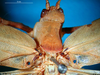 CollectionObject 1500504; 7475cafe-0429-4d15-a1b9-87fbabf6e217: male head and pronotum, dorsal view (syntype). (CollectionObject).