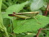 FieldOccurrence 282; ceee3f34-fced-46e5-b292-5fd4e98a025a; Tanzania
Darakuta Ranch near Babati vegetation beside river, 2017/05/06: male, lateral view. (FieldOccurrence).
