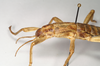 CollectionObject 1558528; NHMUK(SF IMPORT DUPLICATE) 844951, e0b7f367-cf6b-49f5-b95a-5ec7d3ee494e: copyright Natural History Museum, London. male nymph: head and thorax, lateral view of synonym Eubulides spuria (possible holotype). (CollectionObject).
