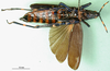 CollectionObject 1501051; a30336fb-0e1f-42dd-8c50-5783df2ffdd6, MfN 1989: female, ventral view (holotype of Petasia satanas). (CollectionObject).
