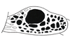 Ommatolampis equatoriana Carbonell & Descamps, 1978: Fig. 151. female tegmen. (Otu).