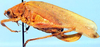 specimen from Cameroon, Bitje. female, lateral view. Depicts Pleothrix conradti (Bolívar, 1906), an Otu.