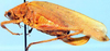 Pleothrix conradti (Bolívar, 1906): specimen from Cameroon, Bitje. female, lateral view. (Otu).