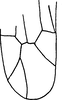 Forewing on Edwardsiana sariabensis Ahmed & Naheed, 1981: Forewing. (Observation).