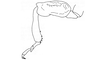 Megacheilacris bullifemur bullifemur (Descamps & Amédégnato, 1971): Fig. 100. male, foreleg, lateral view. (Otu).