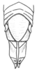 Neopedies brunneri (Giglio-Tos, 1894): Fig. 16. female abdomen tip, dorsal view. (Otu).