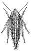 Habitus, lateral view: !! display not done !! on Flexamia reflexa (Osborn & Ball, 1897): nymph. (Observation).