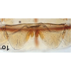 Ovipositor on Bretega linnavuorii Stiller, 2017: Ovipositor (from Aberdeen). (Observation).