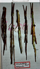CollectionObject 1559234; 6d4fa53a-7d84-4172-9aac-288ead5e7780: copyright MNHG Geneva. female Orobia occipitalis (syntypes). (CollectionObject).