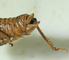 CollectionObject 1498696; ec7d2af6-3299-40ae-85ba-88e5a1f50736: female abdomen tip, lateral view. (CollectionObject).