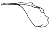 Aleuas paranensis Carbonell, 2008: Fig. 32B. cingulum, lateral view. (Otu).