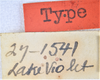 CollectionObject 1552937; 54000df3-a37d-48d1-9811-465e93e6c838: 7mm. (CollectionObject).