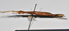 CollectionObject 1559854; NTUC 742, others barcoded, 616422ea-83f3-438c-83a2-d178842e7333: copyright NTUC. female, lateral view (syntype). (CollectionObject).