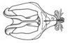 Akamasacris variabilis (Scudder, 1897): phallic complex without epiphallus, dorsal view. (Otu).