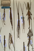 CollectionObject 1559559; NMW 907, 4aa46df5-20ae-4a4f-884a-f7a83eca885b: copyright NMW, Vienna. female Paramyronides perakensis (lectotype), male and female (paralectotypes). (CollectionObject).