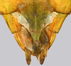 CollectionObject 1591400; f83fe4c5-6344-4ab7-aae9-773e65d72403: copyright IMQC Montreal. female end of abdomen, ventral view (holotype). (CollectionObject).