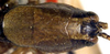 CollectionObject 1517440; c3881957-25fc-47ff-8f73-0087840f623f: female head and pronotum, dorsal view (holotype). (CollectionObject).