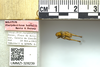 CollectionObject 1499303; d6bd2f17-25ec-41b4-bf8c-845187e5c299: Male, dorsal view, labels, scale (holotype). (CollectionObject).