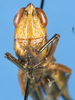 CollectionObject 1537532; 446c1b83-ec13-4618-93f6-fff65c3a0569: female, frontal view (holotype of M. virescens). (CollectionObject).