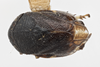 Habitus, dorsal view: !! display not done !! on Clastoptera brunnea Ball, 1919: (Observation).