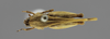 CollectionObject 1523086; 15f60377-b950-4bf7-b0be-f1e4e04a4db4: female, dorsal view (holotype). (CollectionObject).