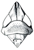 Head: Japananus hyalinus, head, pronotum, and mesonotum, dorsally. (Observation).