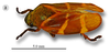Habitus, lateral view: !! display not done !! on Aeneolamia contigua (Walker, 1851): (Observation).