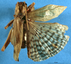CollectionObject 1516641; 56dfeaa3-429f-4425-ad91-b0e89752bf1d: male, dorsal view (holotype). (CollectionObject).
